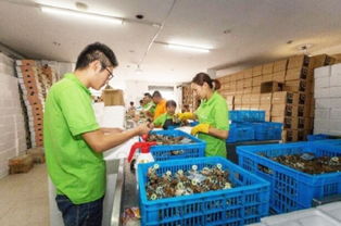 數字浪潮中的鄉村振興 電商交易額創新高，羽絨產品暢銷海外